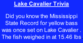 Lake Cavalier Trivia  Did you know the Mississippi State Record for yellow bass was once set on Lake Cavalier .  The fish weighed in at 15.46 lbs.